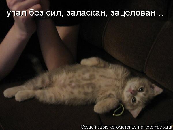 упал без сил, заласкан, зацелован...... Котоматрица: упал без сил, заласкан, зацелован...