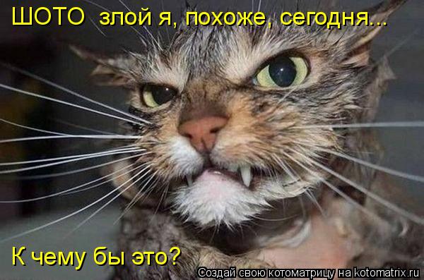 ШОТО злой я, похоже, сегодня... К чему бы это?... Котоматрица: ШОТО злой я, похоже, сегодня... К чему бы это?