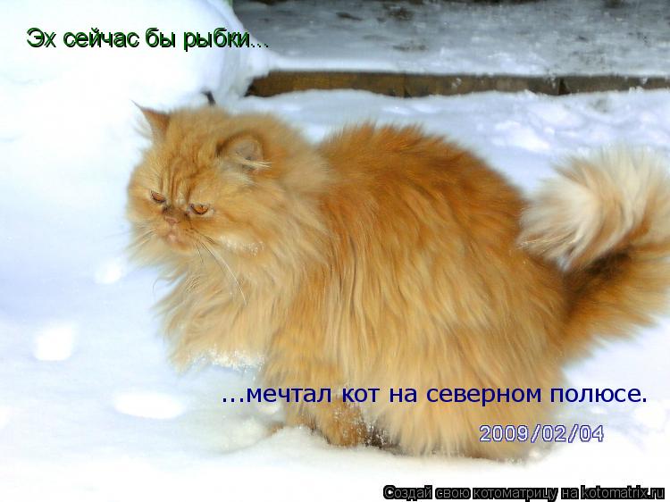 Эх сейчас бы рыбки... ...мечтал кот на северном полюсе.... Котоматрица: Эх сейчас бы рыбки... ...мечтал кот на северном полюсе.