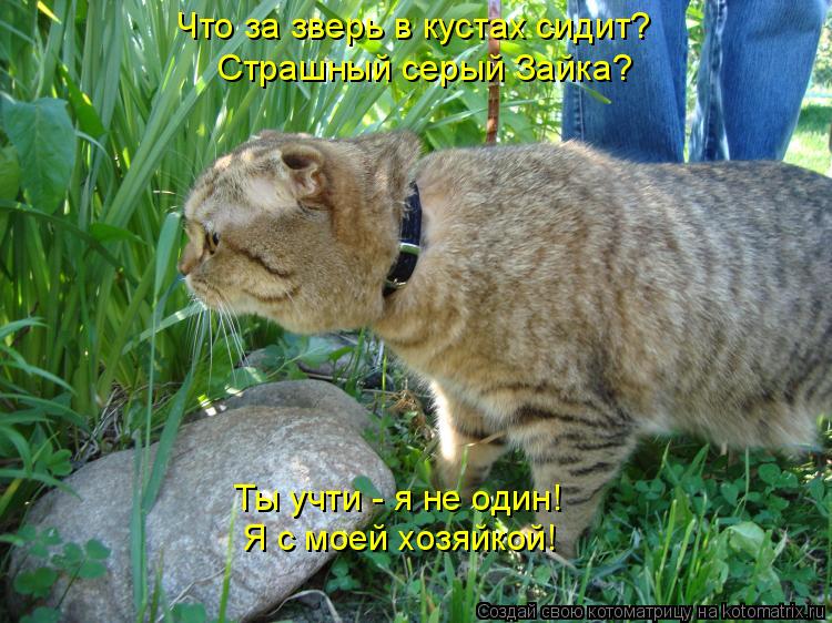 Что за зверь в кустах сидит? Страшный серый Зайка? Ты учти - я не один! Я с моей хозяйкой!... Котоматрица: Что за зверь в кустах сидит? Страшный серый Зайка? Ты учти - я не один! Я с моей хозяйкой!