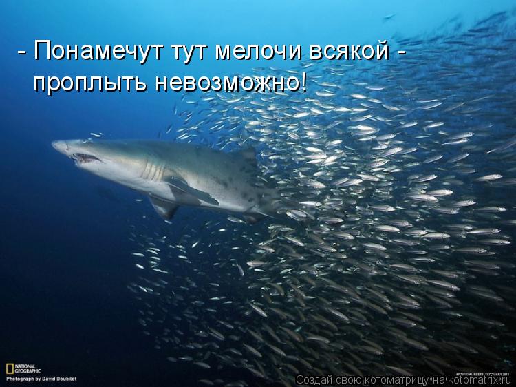 Котоматрица: - Понамечут тут мелочи всякой - проплыть невозможно!