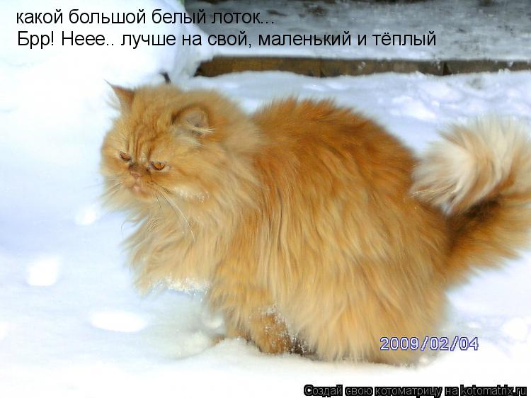 Котоматрица: какой большой белый лоток... Брр! Неее.. лучше на свой, маленький и тёплый