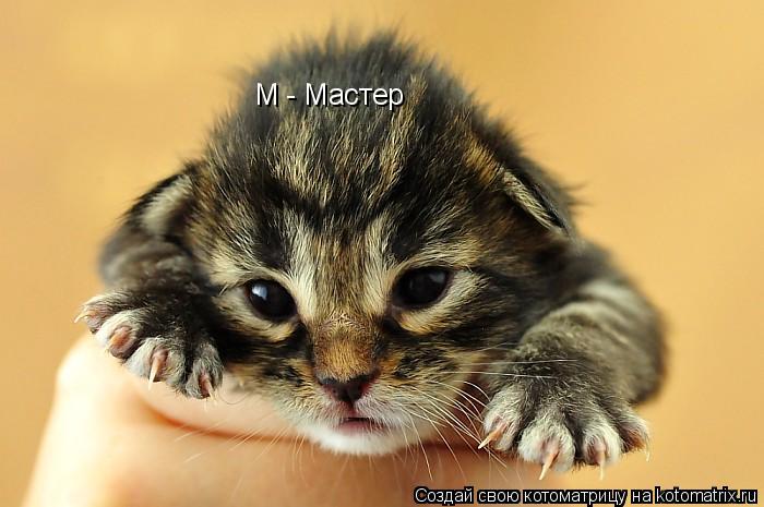 Котоматрица: М - Мастер