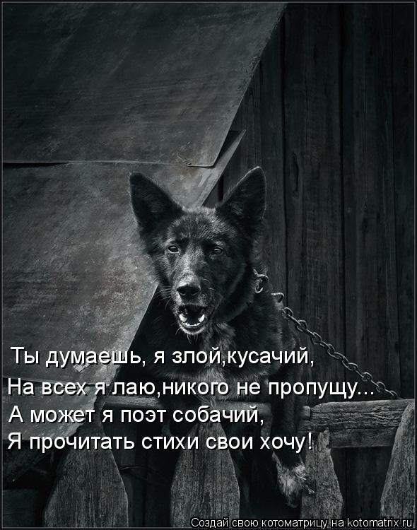 Котоматрица: Ты думаешь, я злой,кусачий, На всех я лаю,никого не пропущу... А может я поэт собачий, Я прочитать стихи свои хочу!