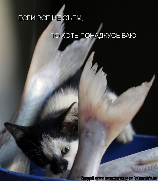 Котоматрица: ЕСЛИ ВСЕ НЕ СЪЕМ, ТО ХОТЬ ПОНАДКУСЫВАЮ