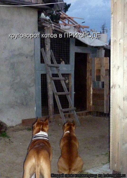 Котоматрица: круговорот котов в ПРИгоРОДЕ