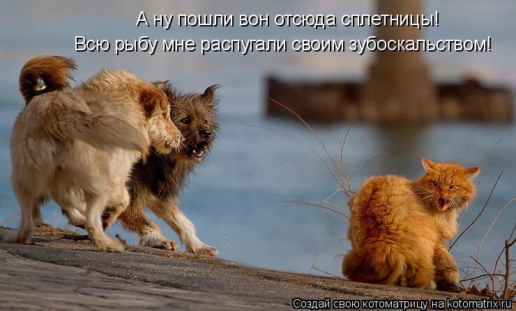 Котоматрица: А ну пошли вон отсюда сплетницы!  Всю рыбу мне распугали своим зубоскальством!