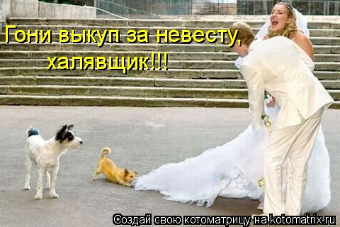 Котоматрица: Гони выкуп за невесту, халявщик!!!