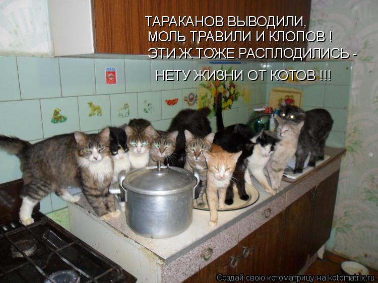 Котоматрица: ТАРАКАНОВ ВЫВОДИЛИ, МОЛЬ ТРАВИЛИ И КЛОПОВ !  ЭТИ Ж ТОЖЕ РАСПЛОДИЛИСЬ - НЕТУ ЖИЗНИ ОТ КОТОВ !!!