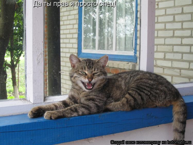 Котоматрица: Да ты прав я просто спец!