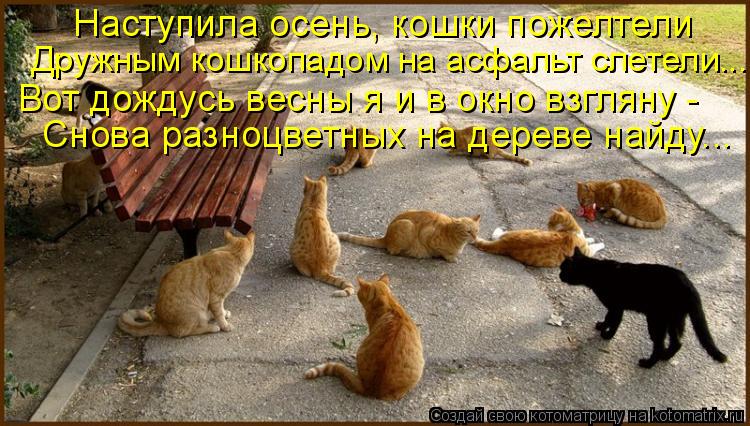 Наступила осень, кошки пожелтели Дружным кошкопадом на асфальт слетели... Вот дождусь весны я и в окн... Котоматрица: Наступила осень, кошки пожелтели Дружным кошкопадом на асфальт слетели... Вот дождусь весны я и в окно взгляну - Снова разноцветных на дерев