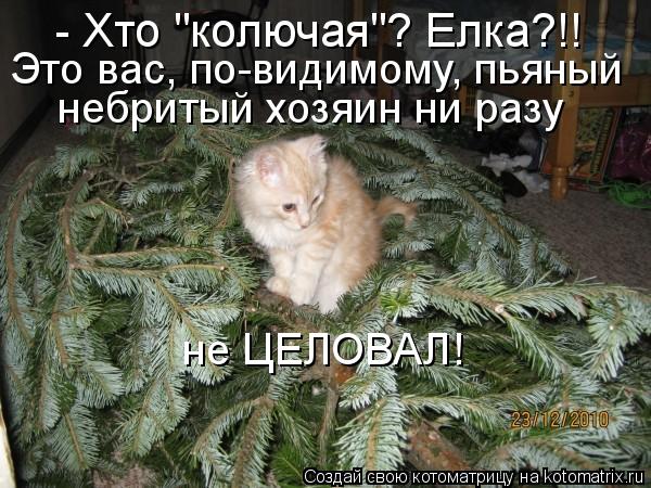 - Хто "колючая"? Елка?!! Это вас, по-видимому, пьяный небритый хозяин ни разу не ЦЕЛОВАЛ!... Котоматрица: - Хто "колючая"? Елка?!! Это вас, по-видимому, пьяный небритый хозяин ни разу не ЦЕЛОВАЛ!