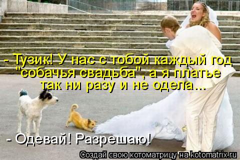 Котоматрица: - Тузик! У нас с тобой каждый год "собачья свадьба", а я платье так ни разу и не одела... - Одевай! Разрешаю!