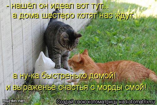 - нашёл он идеал вот тут... а дома шестеро котят нас ждут, а ну-ка быстренько домой! и выраженье счас... Котоматрица: - нашёл он идеал вот тут... а дома шестеро котят нас ждут, а ну-ка быстренько домой! и выраженье счастья с морды смой!