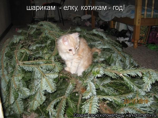 Котоматрица: шарикам  - елку, котикам - год!