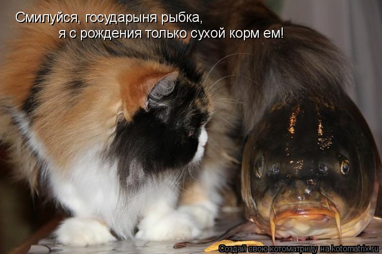 Котоматрица: Смилуйся, государыня рыбка, я с рождения только сухой корм ем!