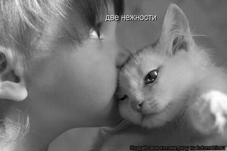 Котоматрица: две нежности