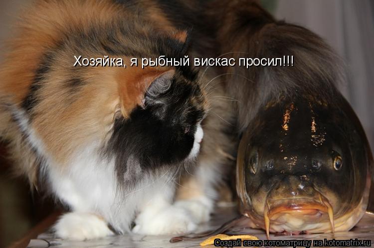 Котоматрица: Хозяйка, я рыбный вискас просил!!!