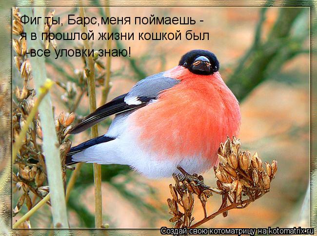 Котоматрица: Фиг ты, Барс,меня поймаешь -  я в прошлой жизни кошкой был -все уловки знаю!