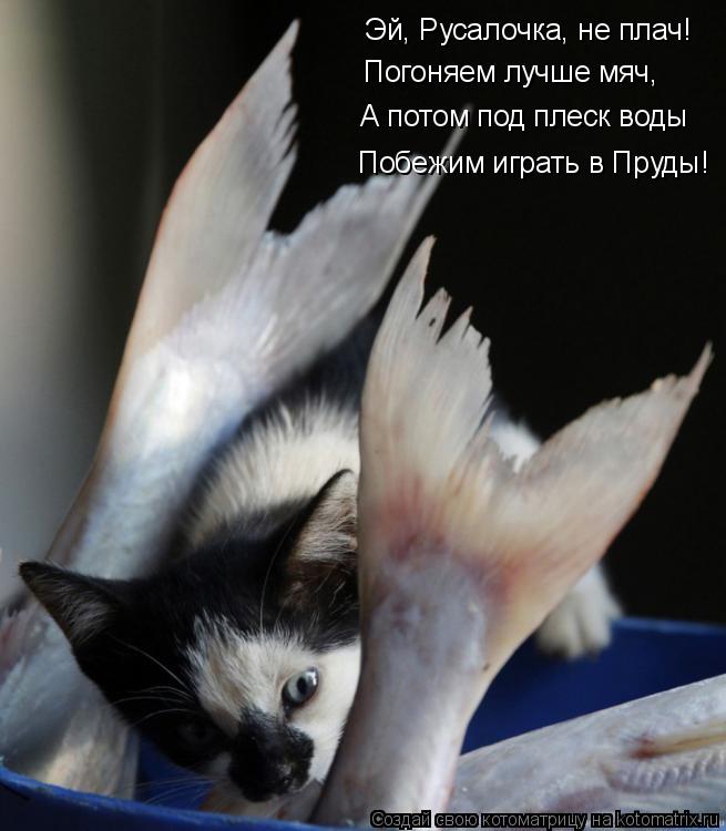 Котоматрица: Эй, Русалочка, не плач!  Погоняем лучше мяч,  А потом под плеск воды Побежим играть в Пруды!