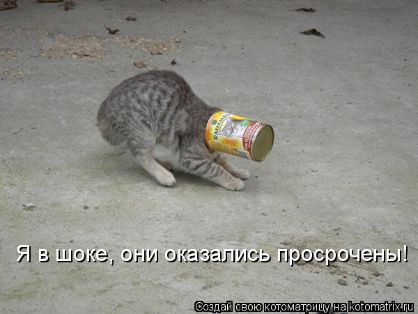 Котоматрица: Я в шоке, они оказались просрочены!