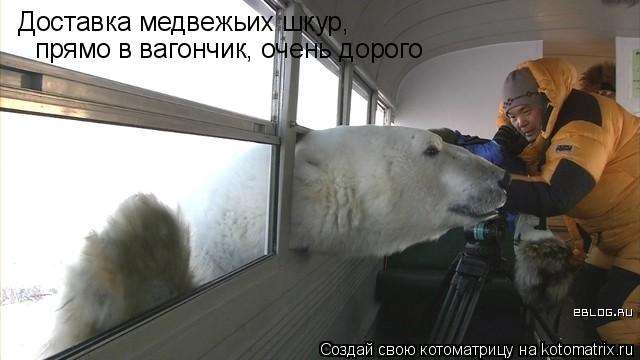 Котоматрица: Доставка медвежьих шкур, прямо в вагончик, очень дорого
