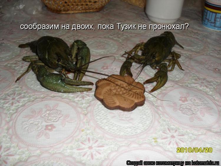 Котоматрица: сообразим на двоих, пока Тузик не пронюхал?