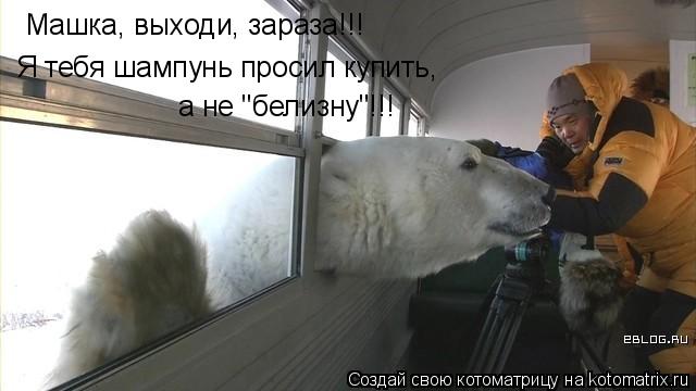 Котоматрица: Машка, выходи, зараза!!! Я тебя шампунь просил купить, а не "белизну"!!!