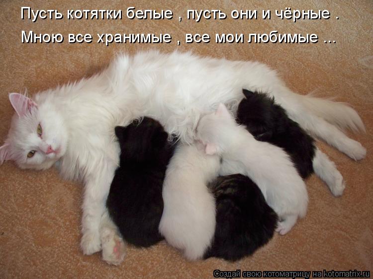 Котоматрица: Пусть котятки белые , пусть они и чёрные . Мною все хранимые , все мои любимые ...