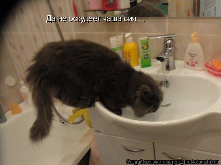 Котоматрица: Да не оскудеет чаша сия....