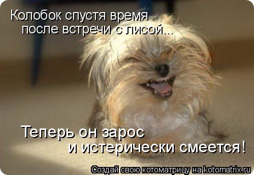 Котоматрица: Колобок спустя время  после встречи с лисой... Теперь он зарос и истерически смеется!