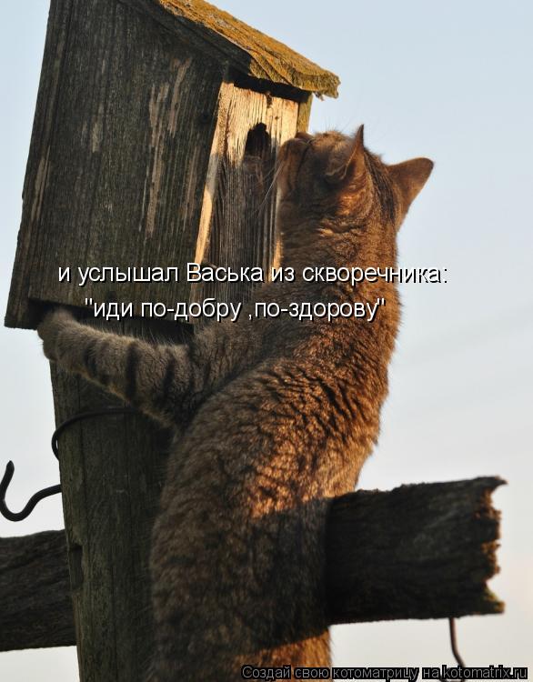 Котоматрица: и услышал Васька из скворечника: "иди по-добру ,по-здорову"