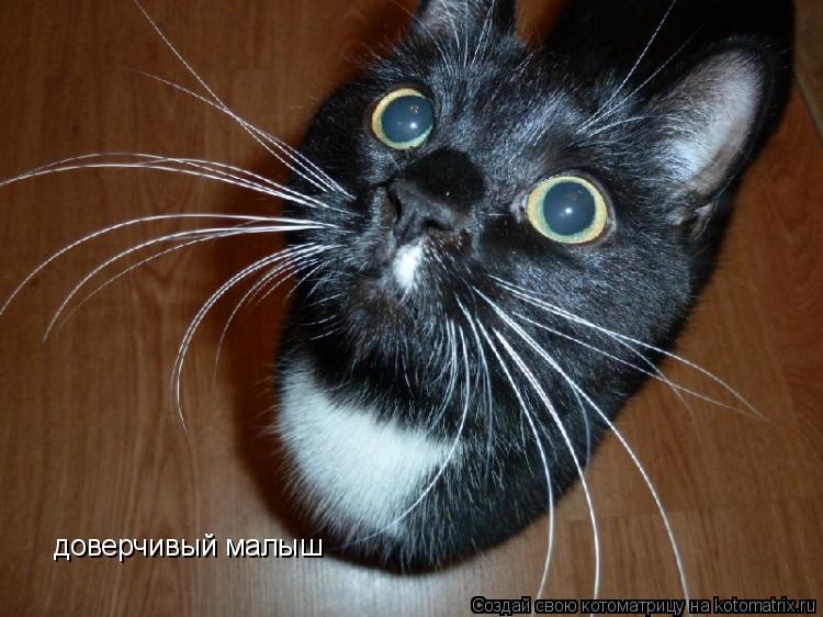 Котоматрица: доверчивый малыш