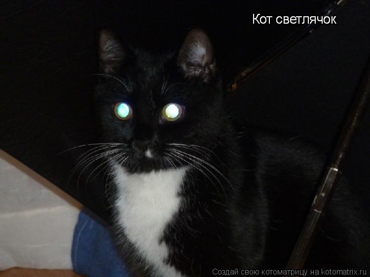 Котоматрица: Кот светлячок Кот светлячок