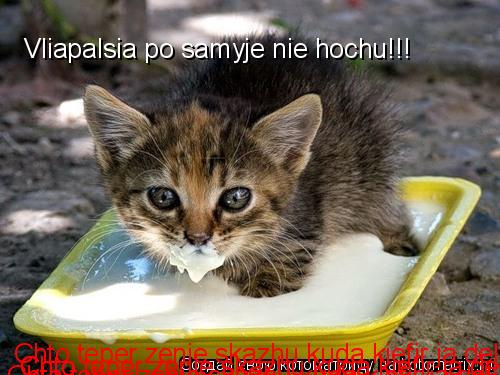 Vliapalsia po samyje nie hochu!!! Chto teper zenie skazhu kuda kiefir ja del??!!! Chto teper zenie sk... Котоматрица: Vliapalsia po samyje nie hochu!!! Chto teper zenie skazhu kuda kiefir ja del??!!! Chto teper zenie skazhu kuda kiefir ja del??!!! Chto teper zenie ska