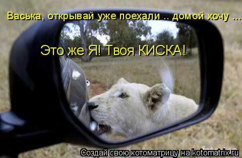 Котоматрица: Васька, открывай уже поехали .. домой хочу ... Это же Я! Твоя КИСКА!