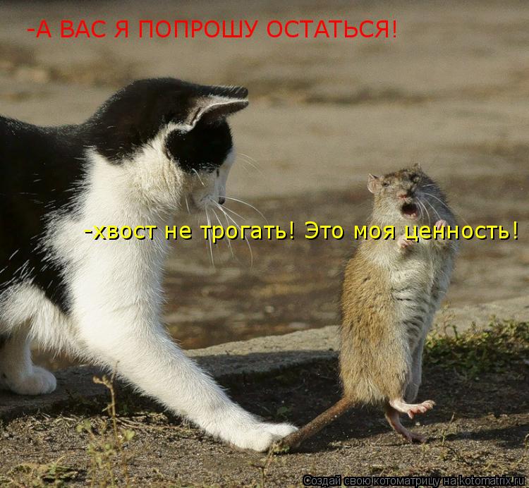 Котоматрица: -А ВАС Я ПОПРОШУ ОСТАТЬСЯ! -хвост не трогать! Это моя ценность!