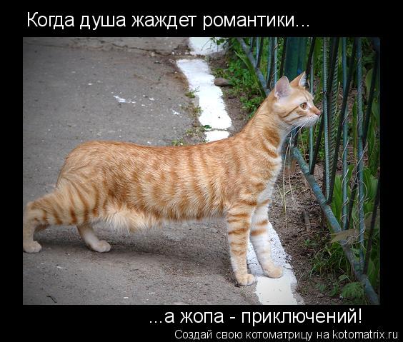 Шлюхи приключения на свою жопу видео телефон
