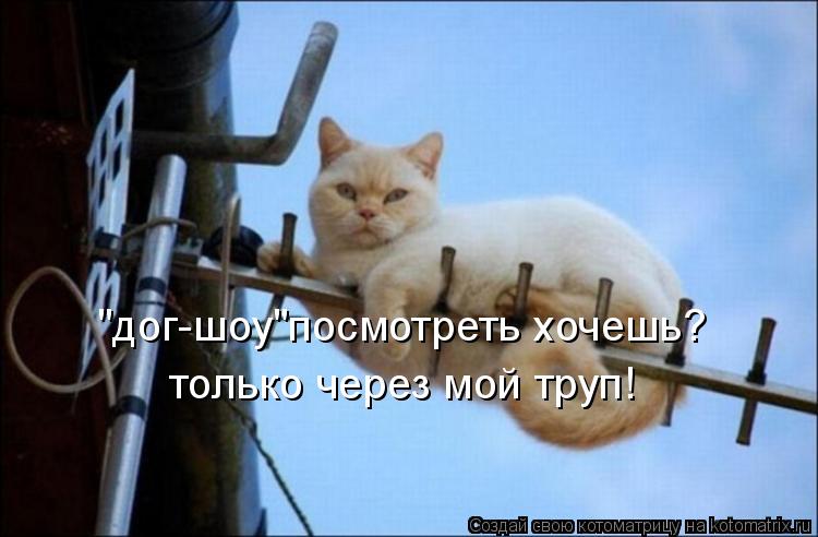 Котоматрица: "дог-шоу"посмотреть хочешь? только через мой труп!