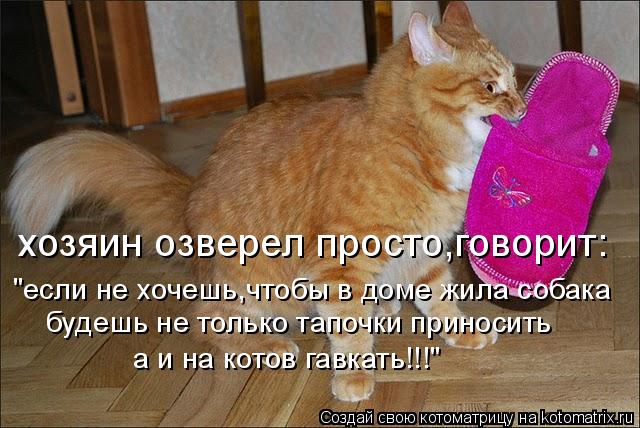 Котоматрица: хозяин озверел просто,говорит: "если не хочешь,чтобы в доме жила собака будешь не только тапочки приносить а и на котов гавкать!!!"