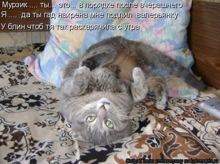 Котоматрица: Мурзик .... ты... это... в порядке после вчерашнего Я ....  да ты гад нахрена мне подлил  валерьянку  У блин чтоб тя так раскарячила с утра