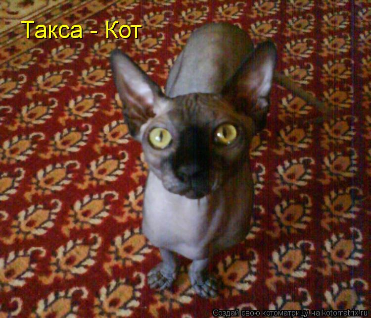 Такса - Кот... Котоматрица: Такса - Кот