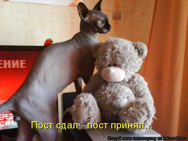 Пост сдал - пост принял...... Котоматрица: Пост сдал - пост принял...