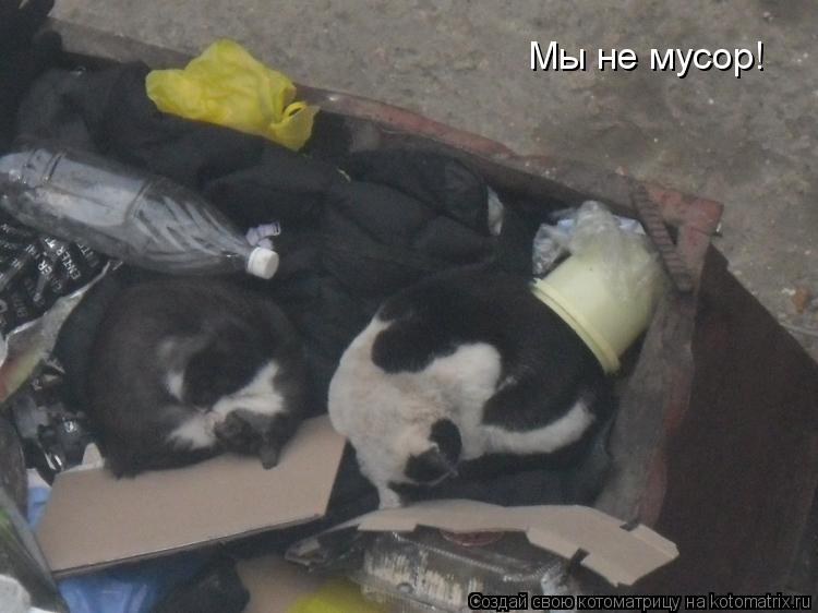 Котоматрица: Мы не мусор!