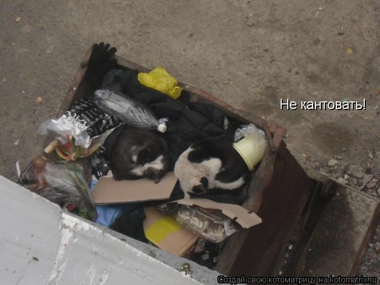 Котоматрица: Не кантовать!