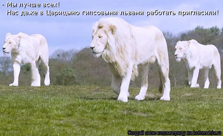 Котоматрица: - Мы лучше всех! Нас даже в Царицыно гипсовыми львами работать пригласили!