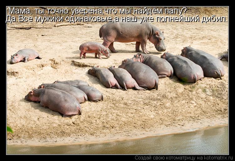 Котоматрица: Мама, ты точно уверена,что мы найдём папу? Да.Все мужики одинаковые,а наш уже полнейший дибил.
