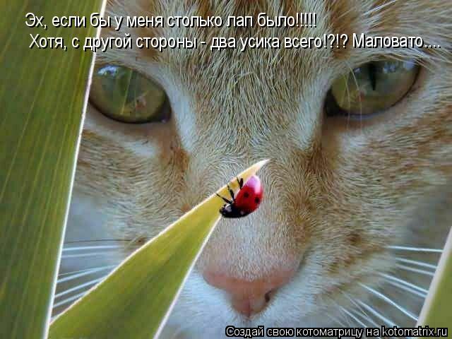 Котоматрица: Эх, если бы у меня столько лап было!!!!!   Хотя, с другой стороны - два усика всего!?!?  Маловато....
