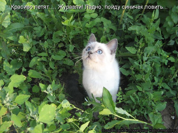 Котоматрица: Красиво летят..... Журавли! Ладно, пойду синичек ловить...