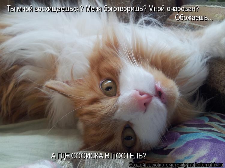 Котоматрица: А ГДЕ СОСИСКА В ПОСТЕЛЬ? Ты мной восхищаешься? Меня боготворишь? Мной очарован? Обожаешь...